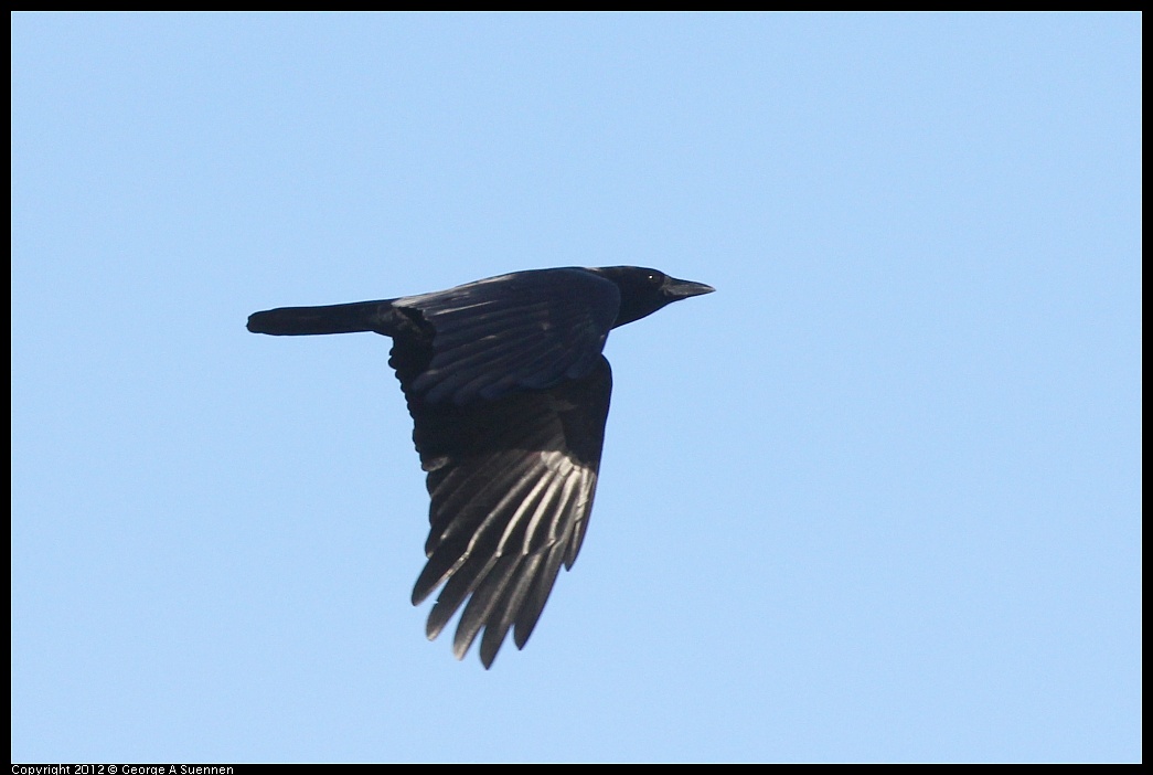 1207-093632-04.jpg - American Crow