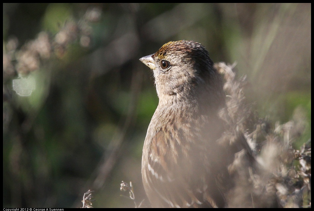 1207-093724-02.jpg - Golden-crowned Sparrow