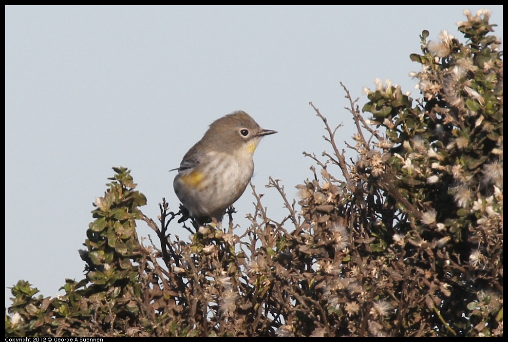 1207-094259-01.jpg - Yellow-rumped Warbler