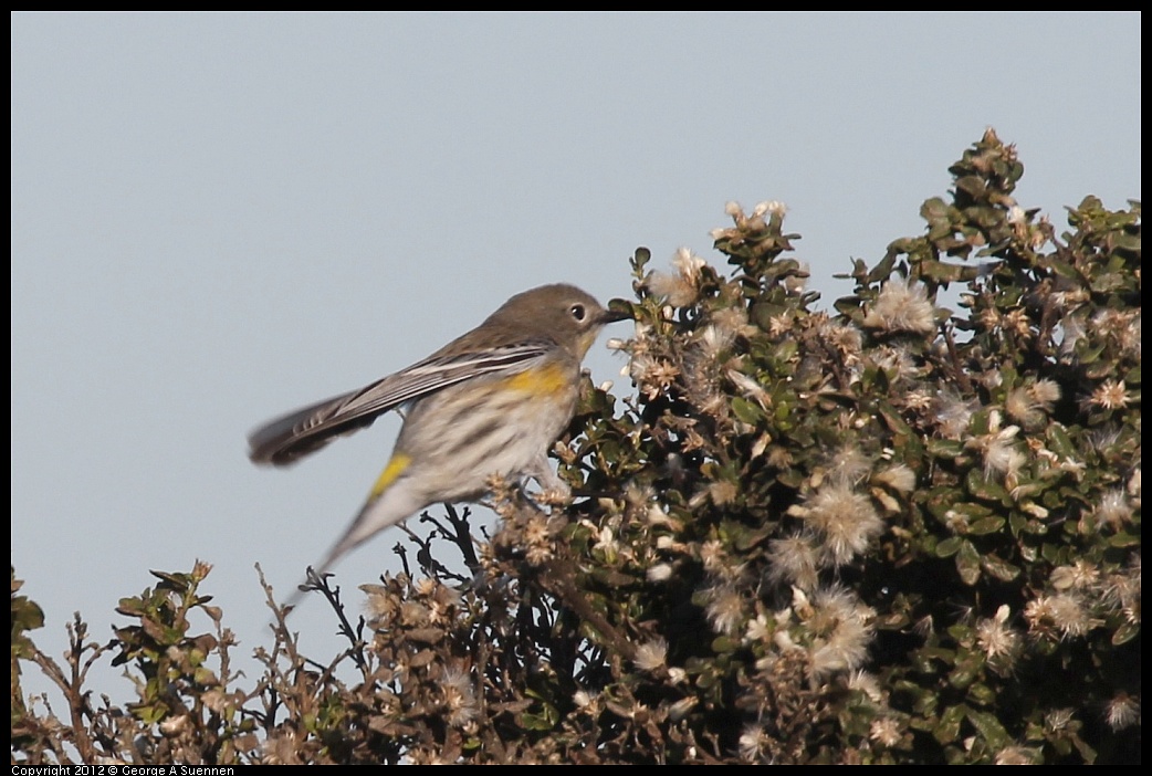 1207-094300-02.jpg - Yellow-rumped Warbler