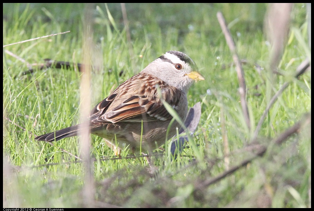 1207-100346-01.jpg - White-crowned Sparrow