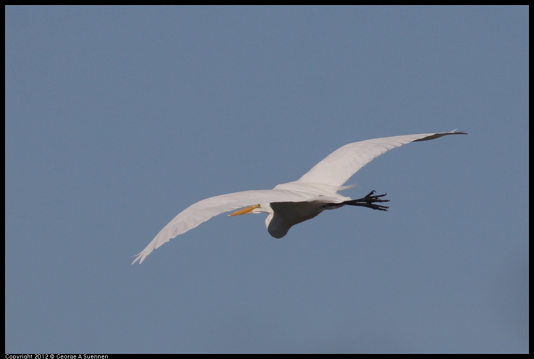 1207-100356-01.jpg - Great Egret