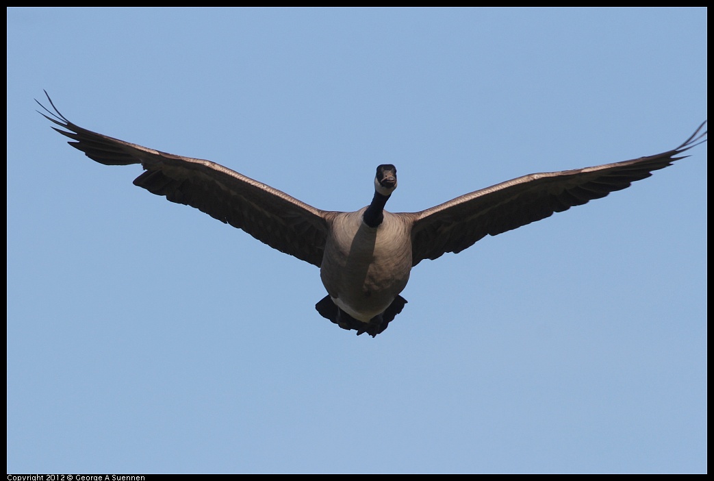 1207-101657-03.jpg - Canada Goose