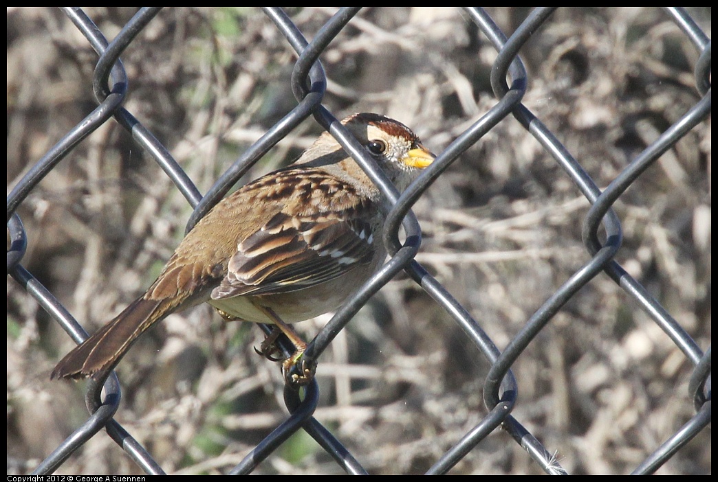 1207-102057-01.jpg - White-crowned Sparrow