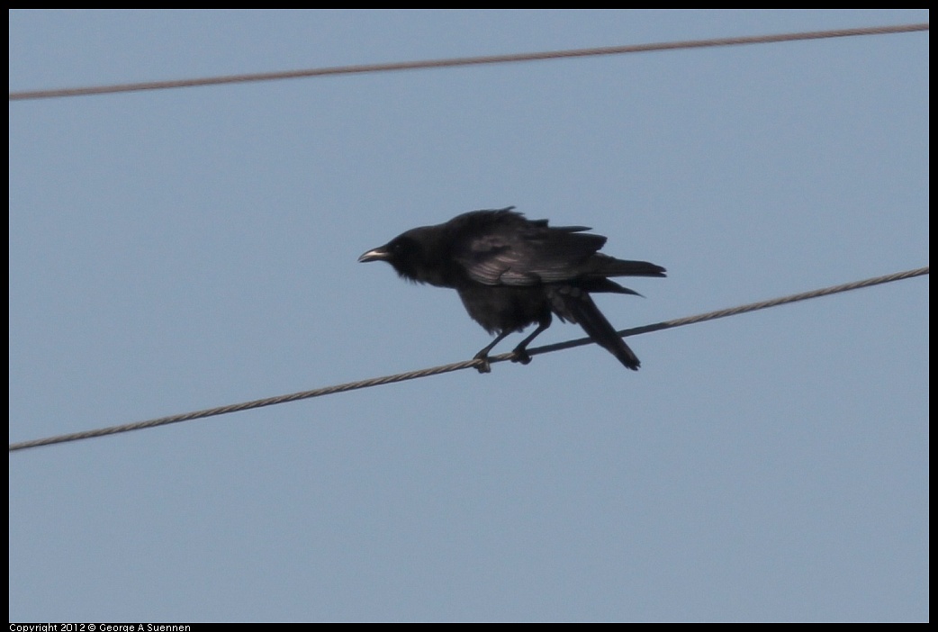 1207-102245-05.jpg - Common Raven