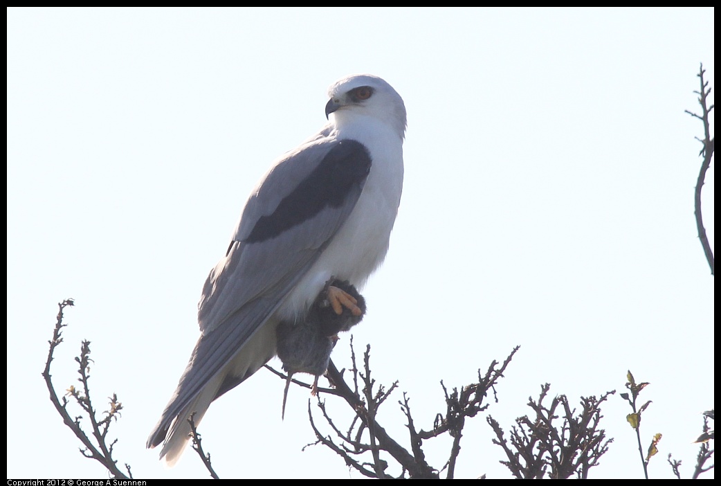 1207-102941-01.jpg - White-tailed Kite