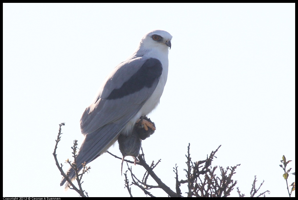 1207-103034-04.jpg - White-tailed Kite