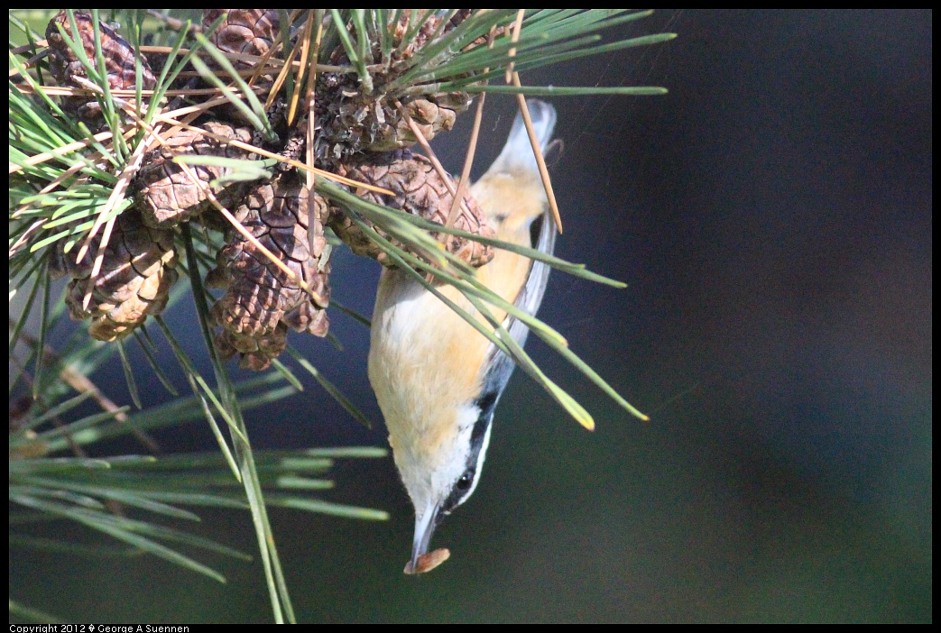 1209-093926-01.jpg - Red-breasted Nuthatch
