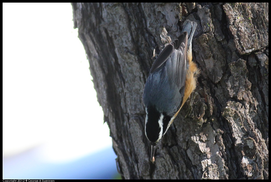 1209-093948-04.jpg - Red-breasted Nuthatch