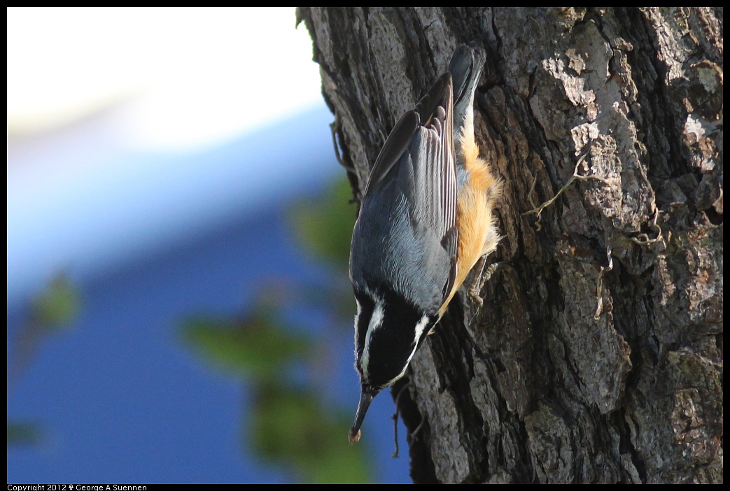 1209-093950-01.jpg - Red-breasted Nuthatch