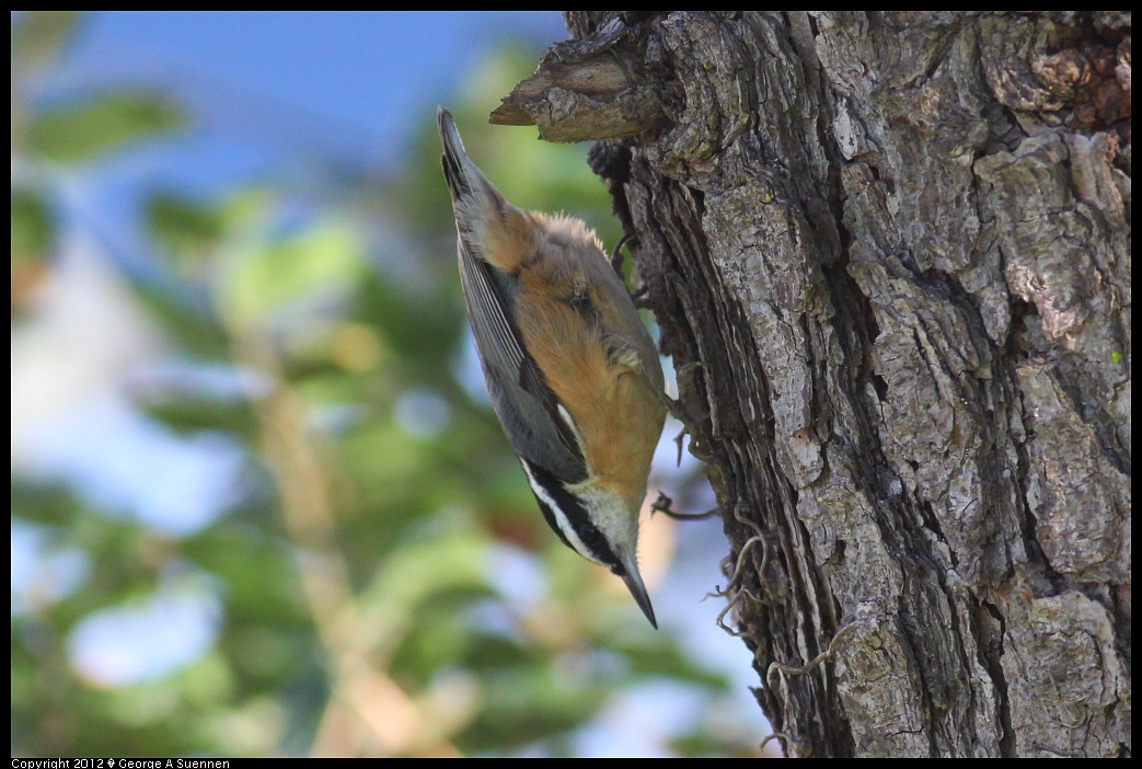 1209-093955-01.jpg - Red-breasted Nuthatch