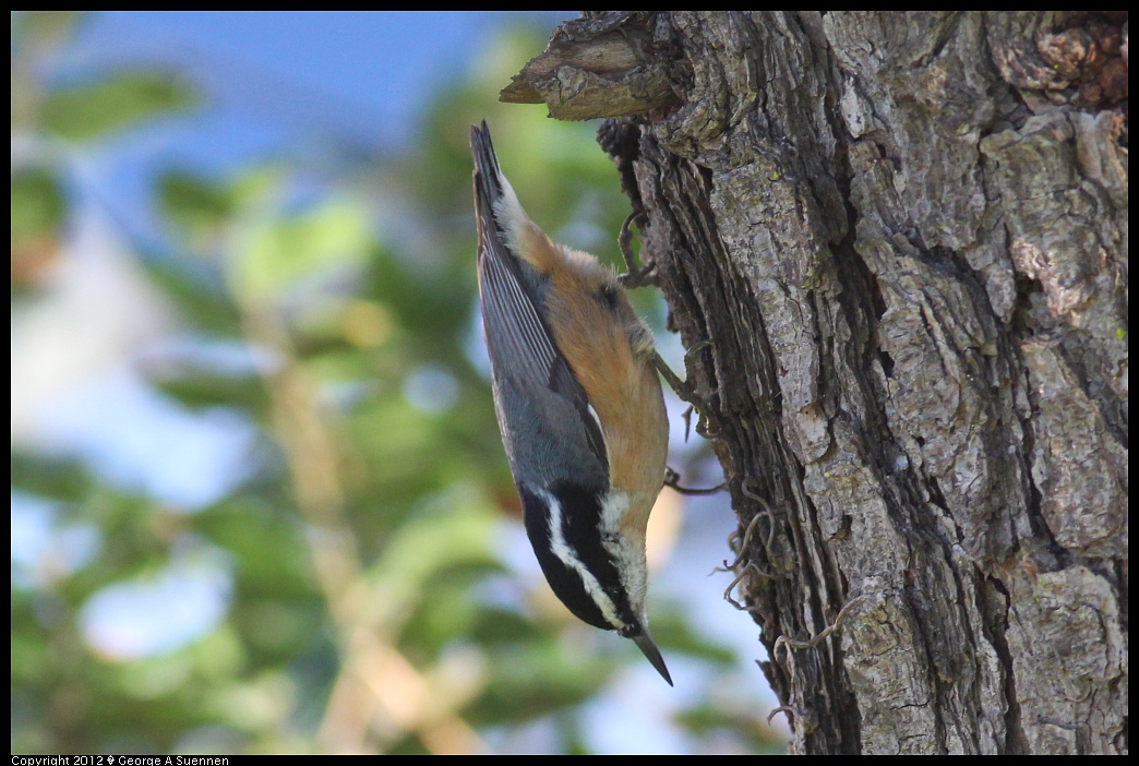 1209-093955-03.jpg - Red-breasted Nuthatch