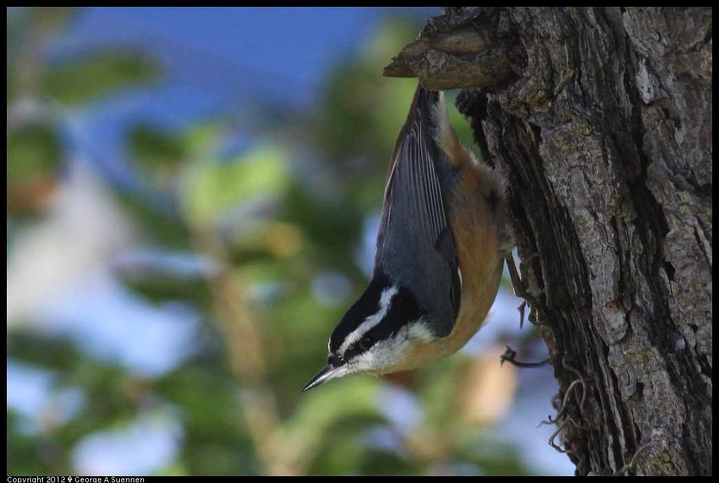 1209-093956-01.jpg - Red-breasted Nuthatch