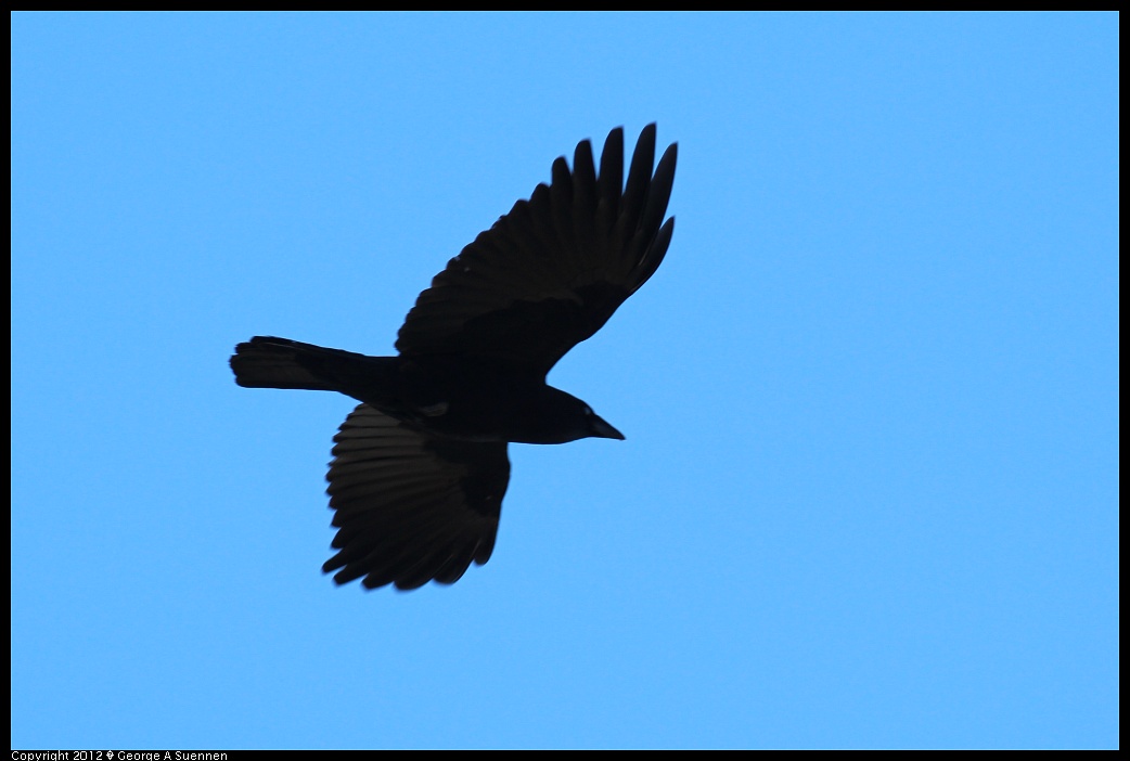 1209-094112-02.jpg - American Crow
