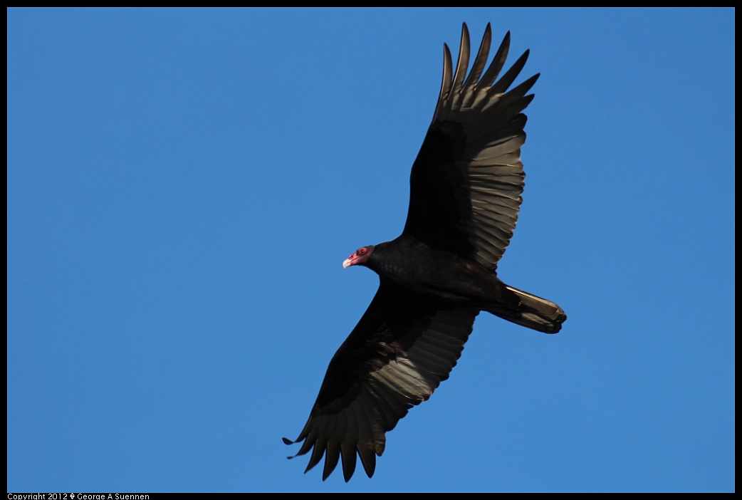 1209-141800-02.jpg - Turkey Vulture