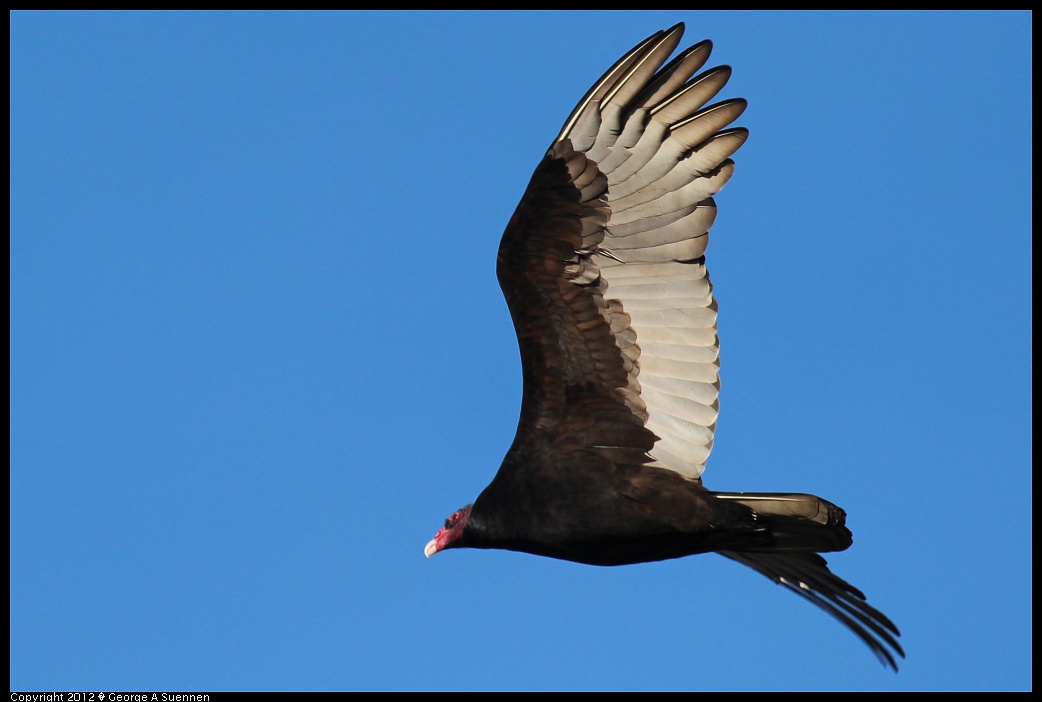 1209-141801-01.jpg - Turkey Vulture