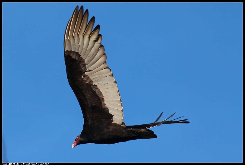 1209-141801-03.jpg - Turkey Vulture