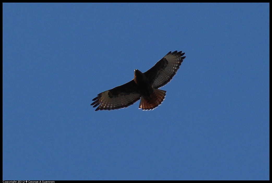 1209-141826-01.jpg - Red-tailed Hawk