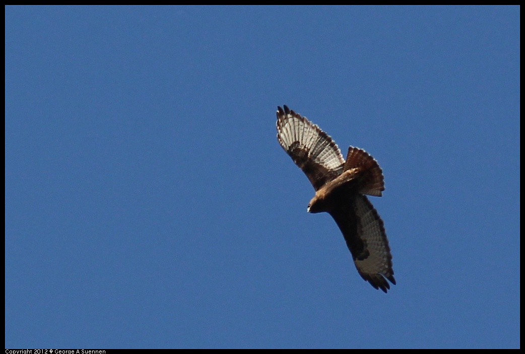 1209-141828-03.jpg - Red-tailed Hawk