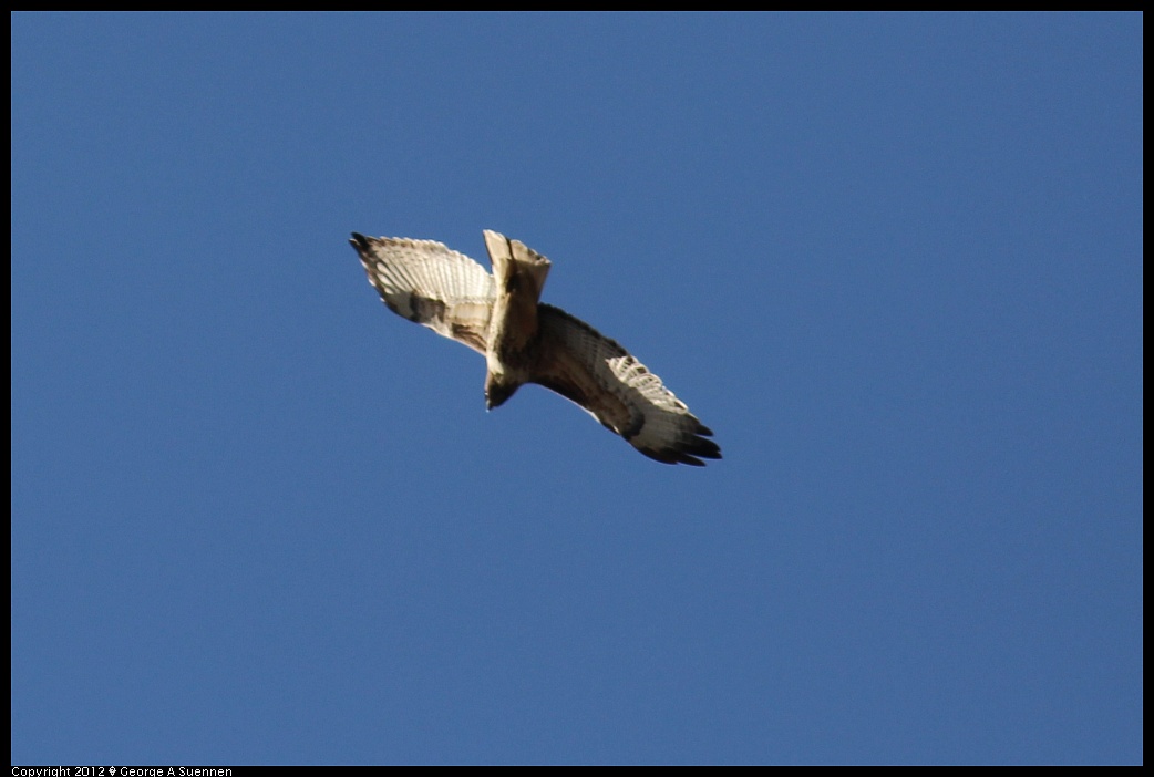 1209-141839-05.jpg - Red-tailed Hawk