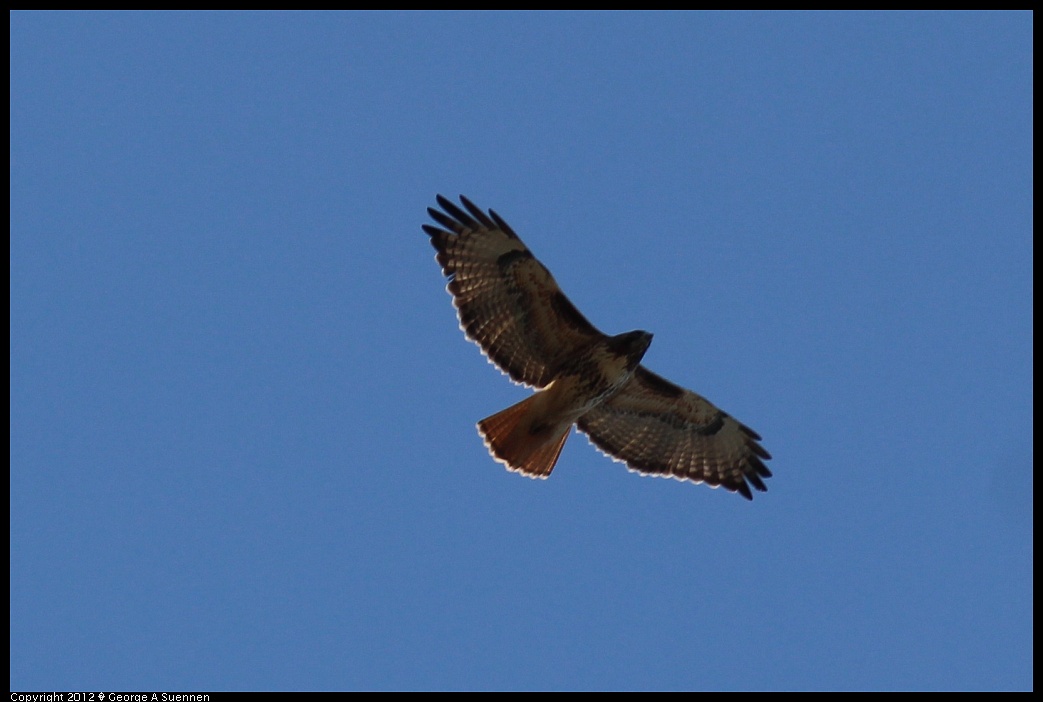 1209-141844-03.jpg - Red-tailed Hawk