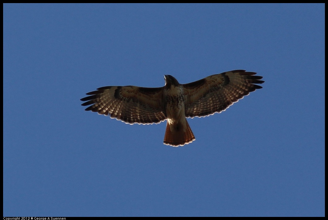 1209-141846-04.jpg - Red-tailed Hawk