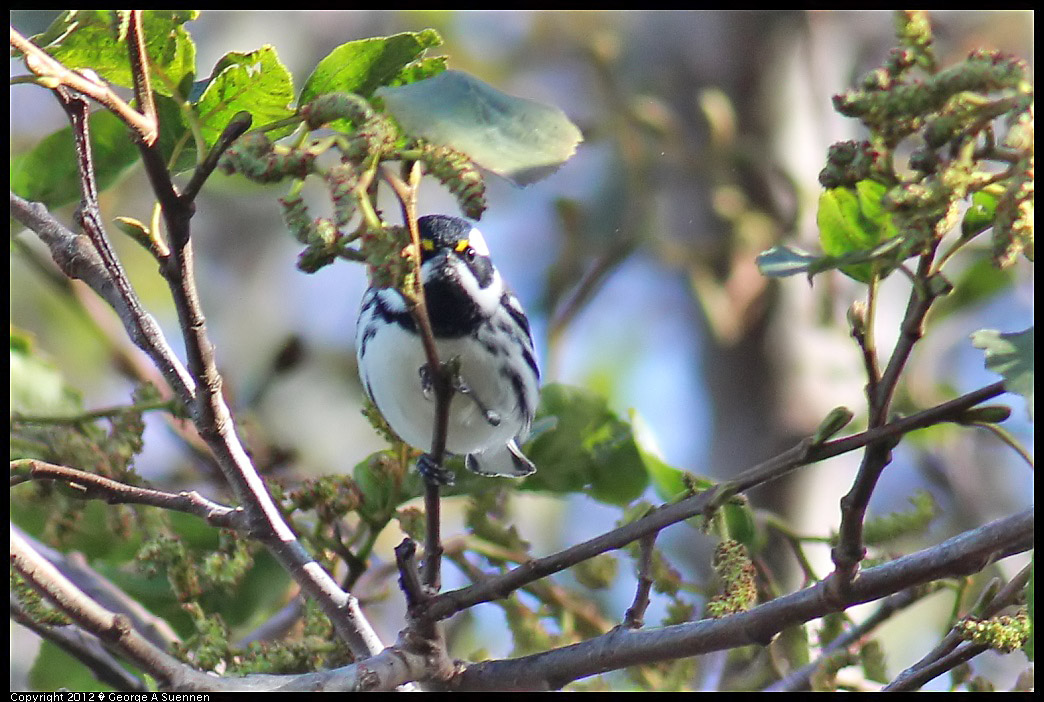 1209-130656-02.jpg - Black-throated Gray Warbler