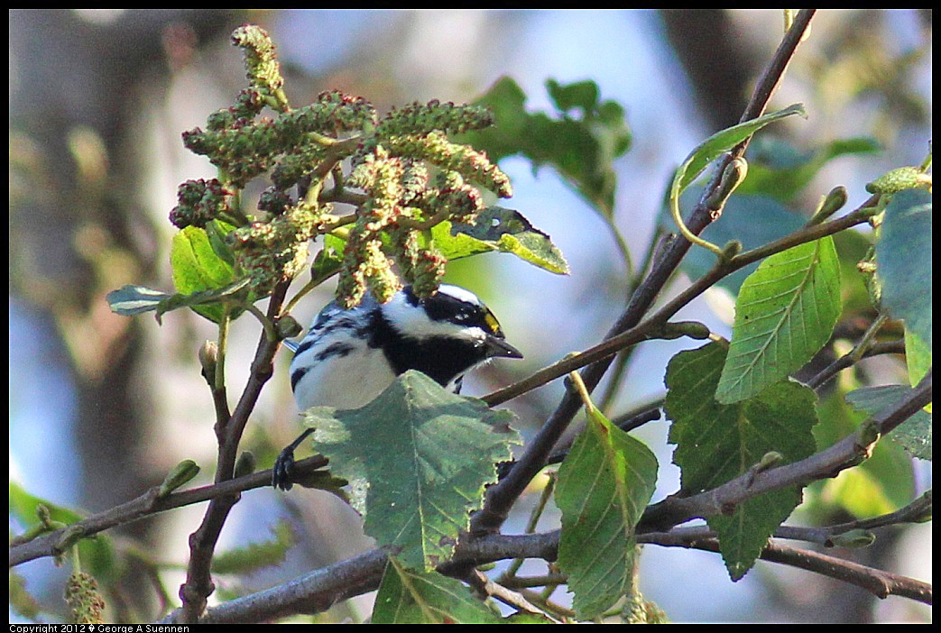 1209-130658-02.jpg - Black-throated Gray Warbler