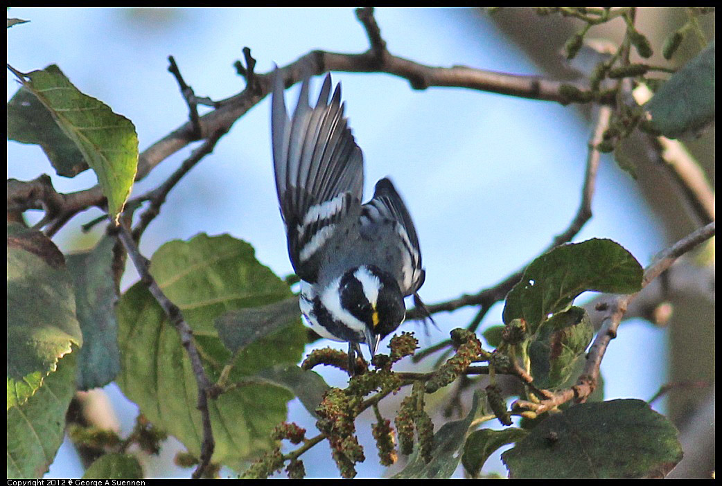 1209-130723-01.jpg - Black-throated Gray Warbler
