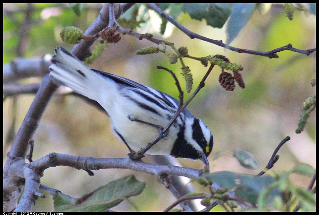 1209-130731-01.jpg - Black-throated Gray Warbler