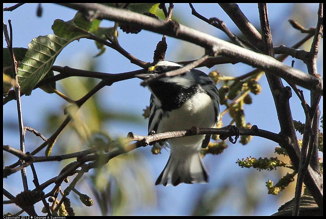 1209-131501-02.jpg - Black-throated Gray Warbler