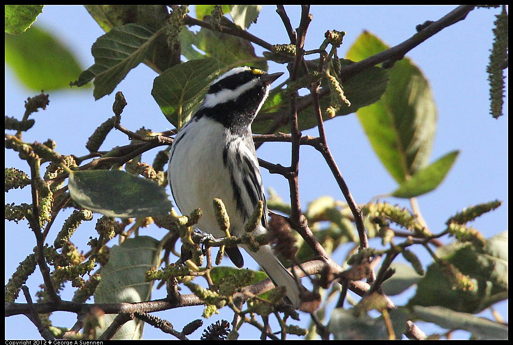 1209-131503-02.jpg - Black-throated Gray Warbler