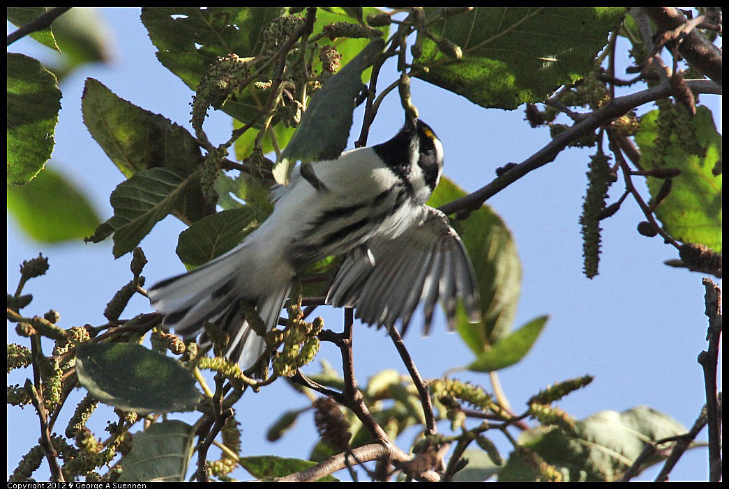 1209-131504-03.jpg - Black-throated Gray Warbler