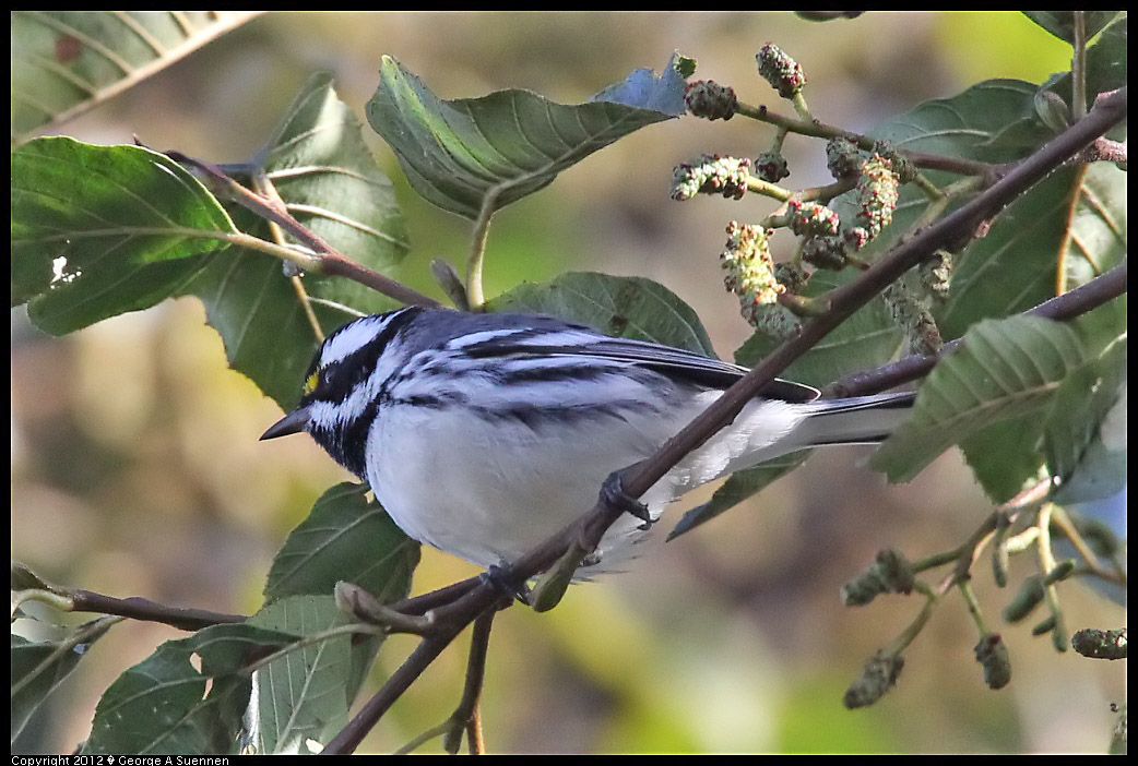 1209-131521-02.jpg - Black-throated Gray Warbler