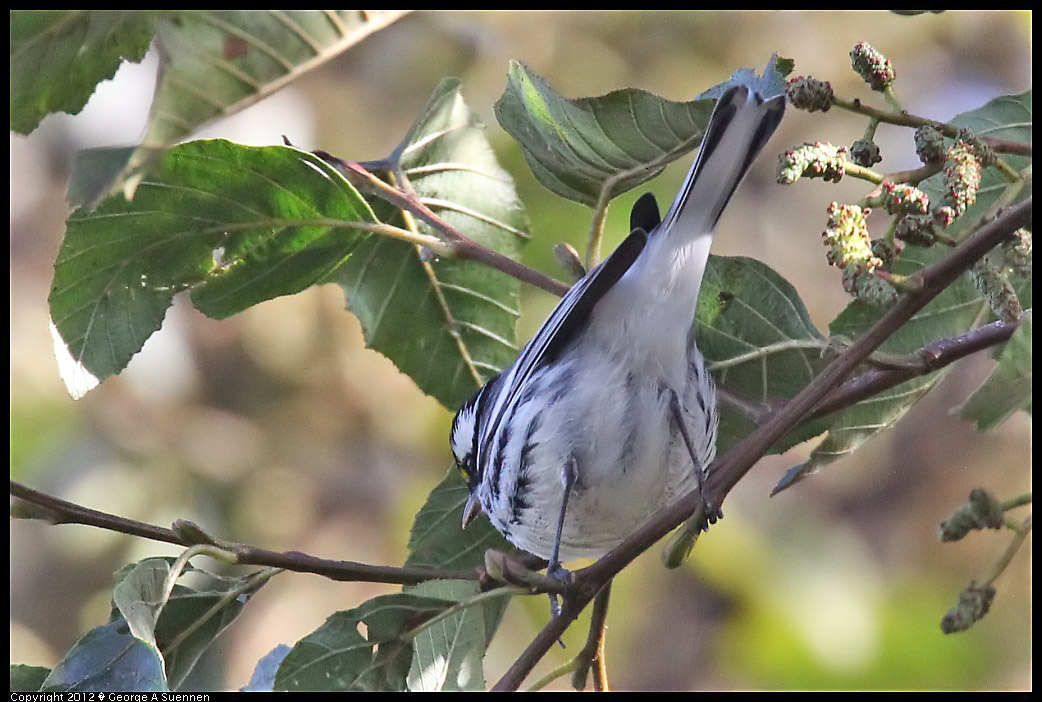 1209-131522-01.jpg - Black-throated Gray Warbler