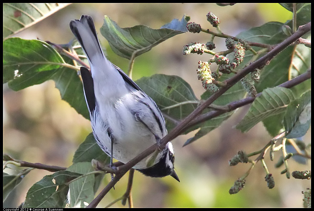 1209-131522-04.jpg - Black-throated Gray Warbler