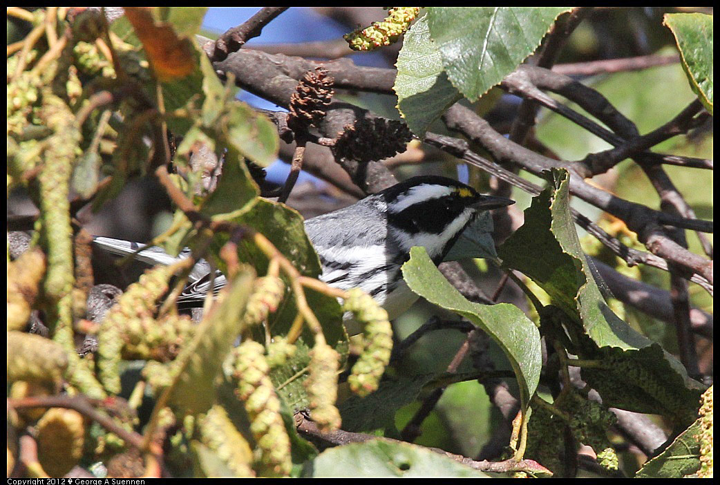 1209-133644-04.jpg - Black-throated Gray Warbler