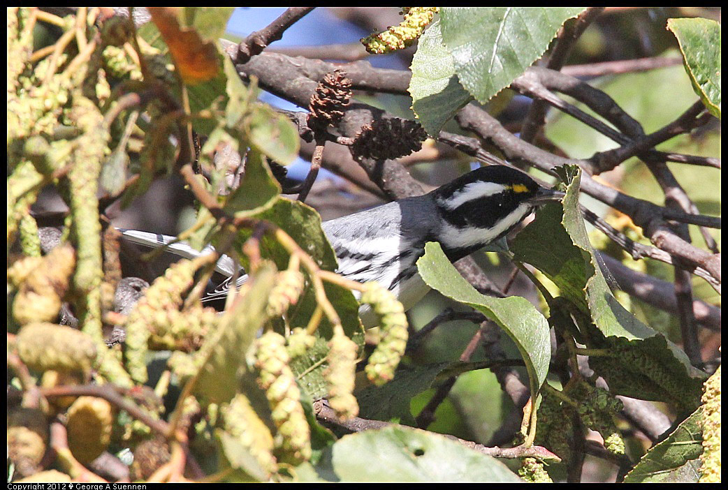 1209-133645-01.jpg - Black-throated Gray Warbler