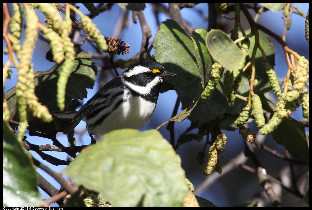 1209-133656-01.jpg - Black-throated Gray Warbler