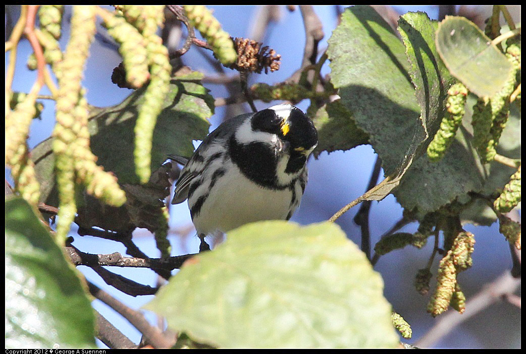 1209-133657-03.jpg - Black-throated Gray Warbler