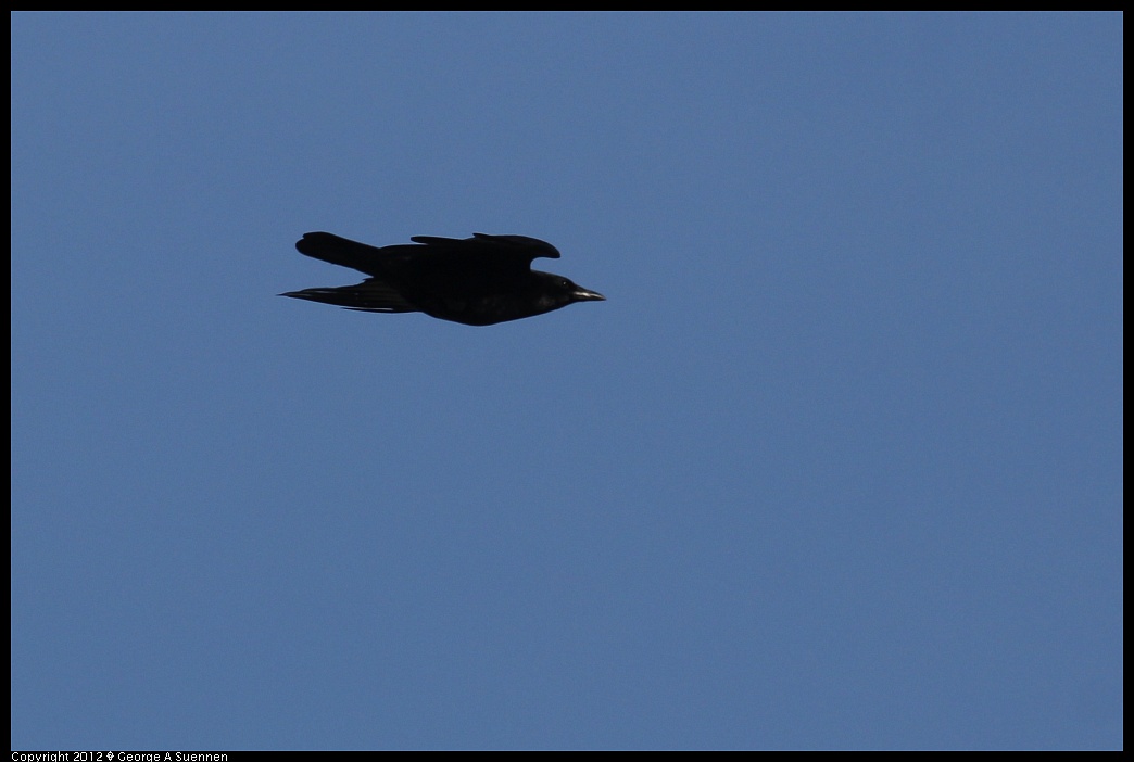 1209-134007-01.jpg - American Crow