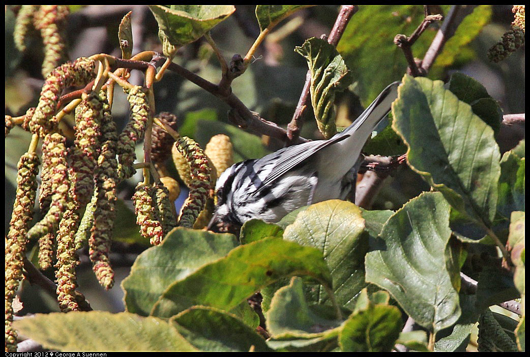 1209-134132-02.jpg - Black-throated Gray Warbler