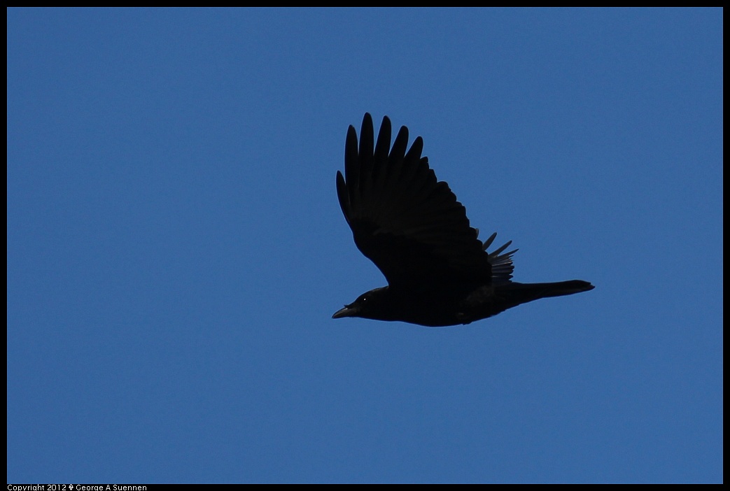 1209-135338-01.jpg - American Crow