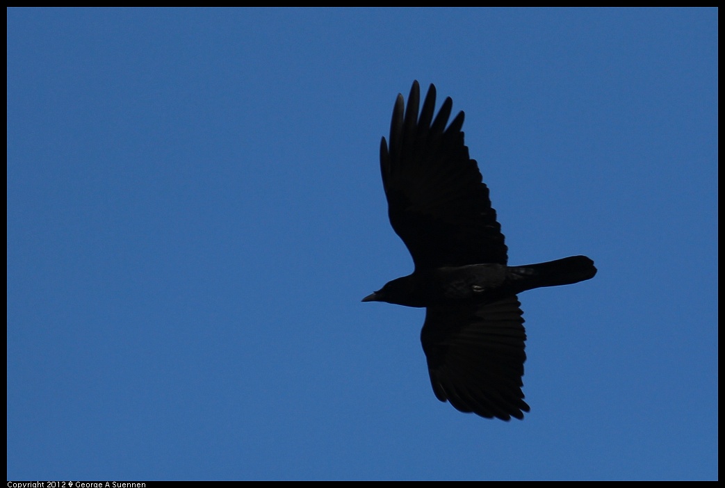 1209-135338-03.jpg - American Crow