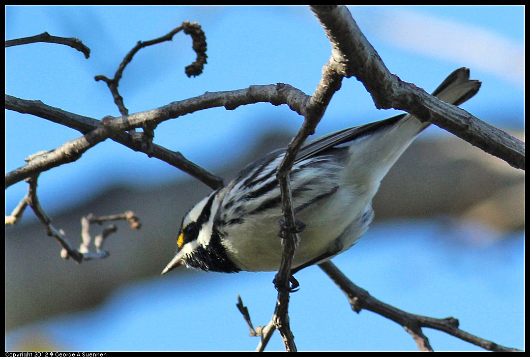 1209-140146-05.jpg - Black-throated Gray Warbler
