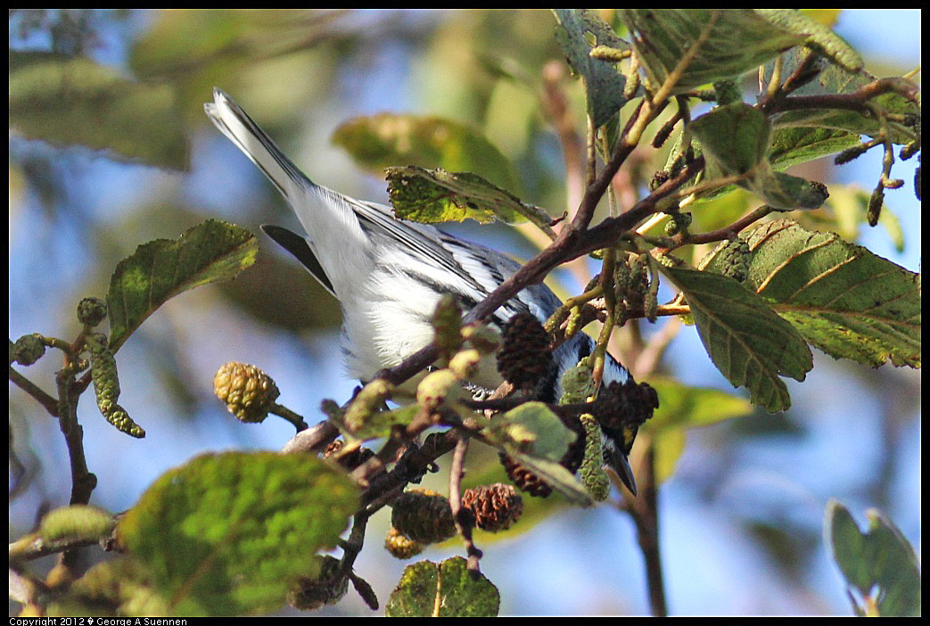 1209-140207-01.jpg - Black-throated Gray Warbler