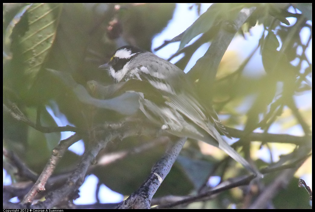1209-140601-03.jpg - Black-throated Gray Warbler