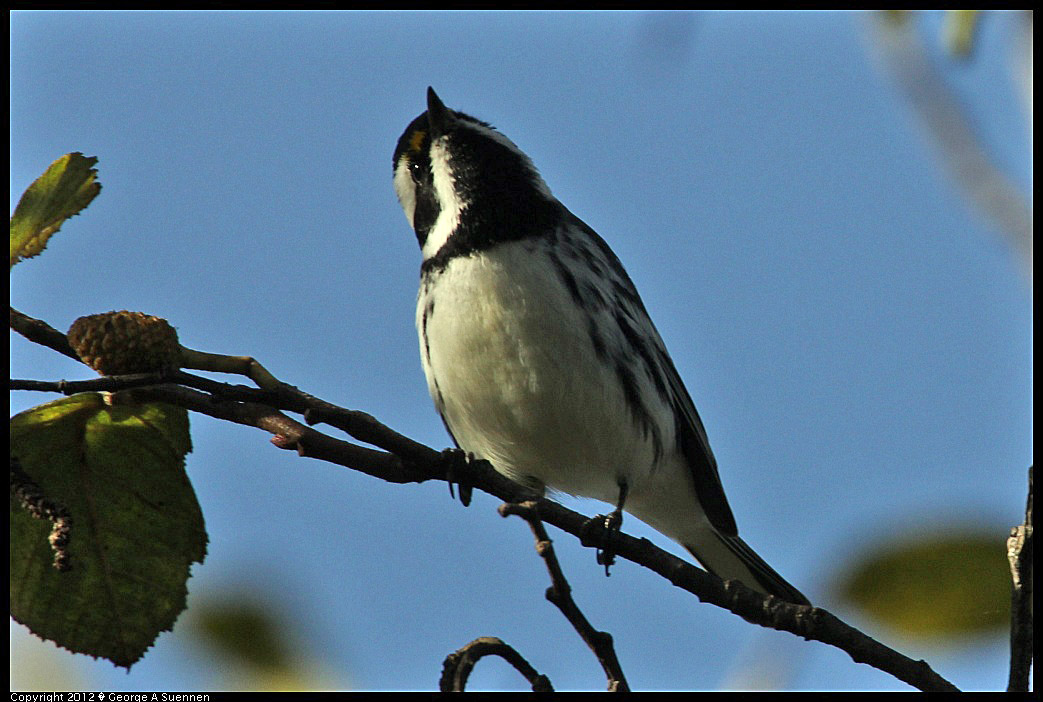 1209-140858-03.jpg - Black-throated Gray Warbler