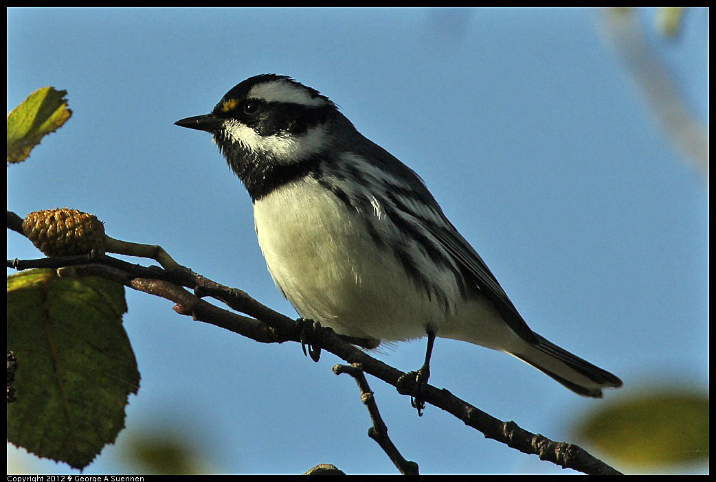 1209-140859-01.jpg - Black-throated Gray Warbler