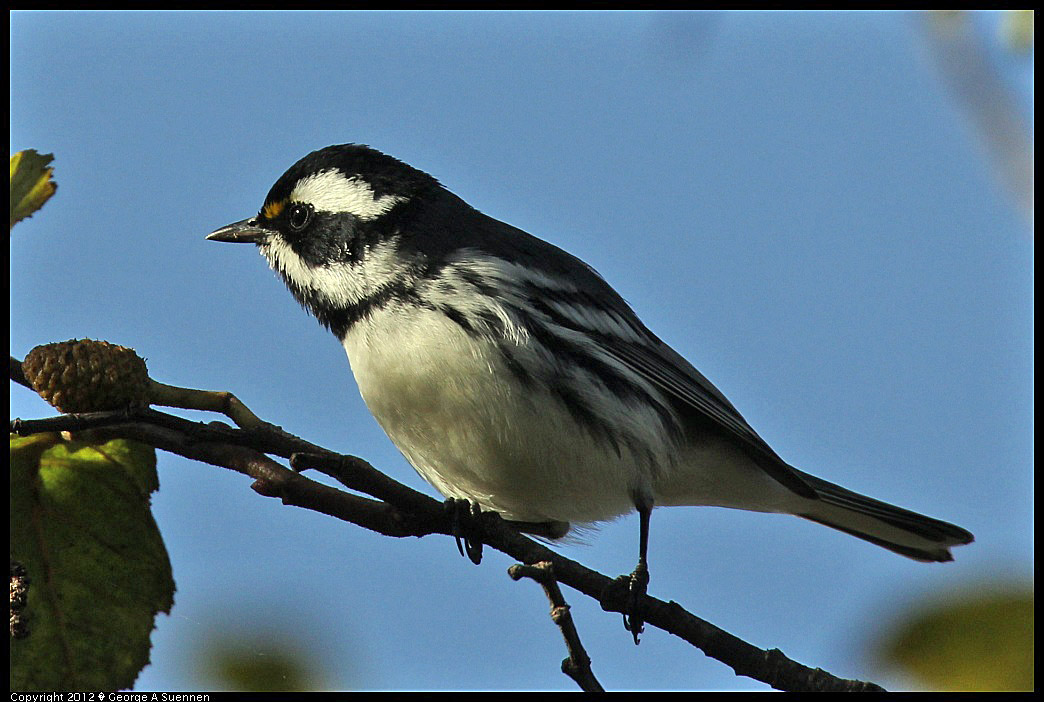 1209-140859-02.jpg - Black-throated Gray Warbler
